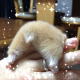 Illustration for article titled A Facebook Page Dedicated Entirely to Hamster Butts